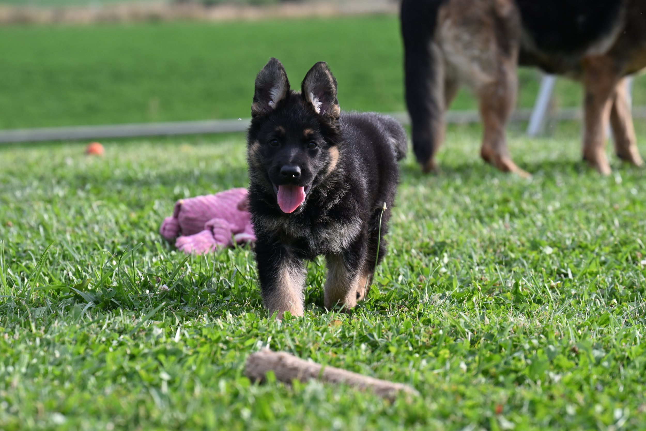 Ears up.