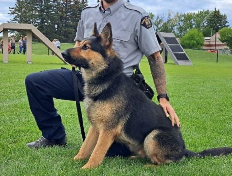Police Service Dog (PSD) Pace in CANADA. Littermate to Penny of Sapphire Mountain; OFA Good/Normal, Full Dentition, DM Clear, ACT1