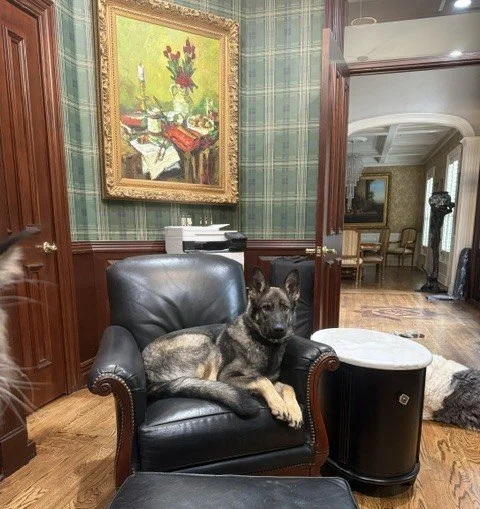 Hello Ramona,
Hope this message finds you and your family well.
I just wanted to give you an update on our beautiful loyal girl, Mavis.

She is my protector and shadow. 
Mavis reminds us so much of Margaux.  I cannot believe how similar they are. We 