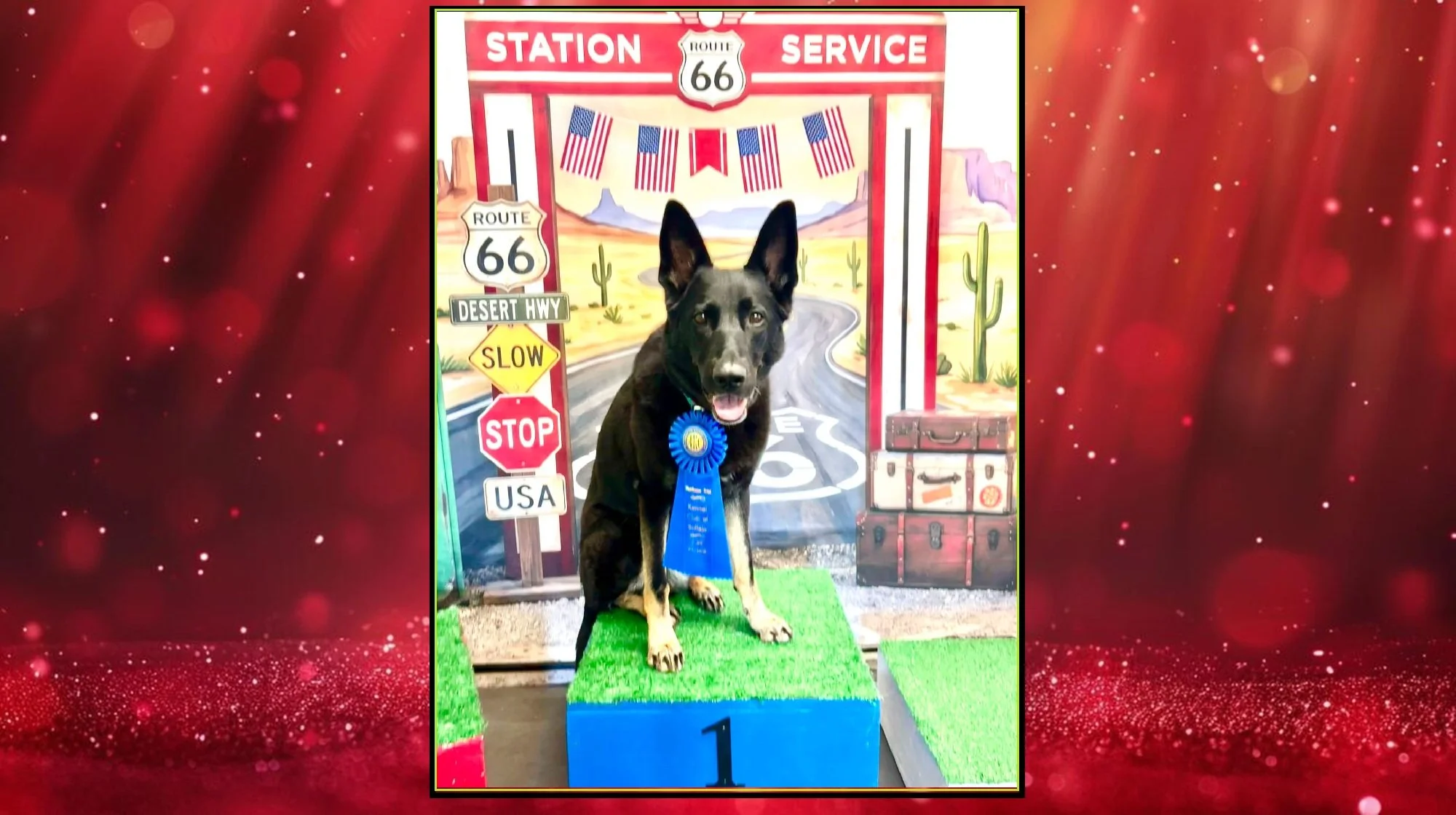 First place in Open A (188) for SAR K9 Miss Lexi and owner/handler Marlene.  Their first attempt at this level.