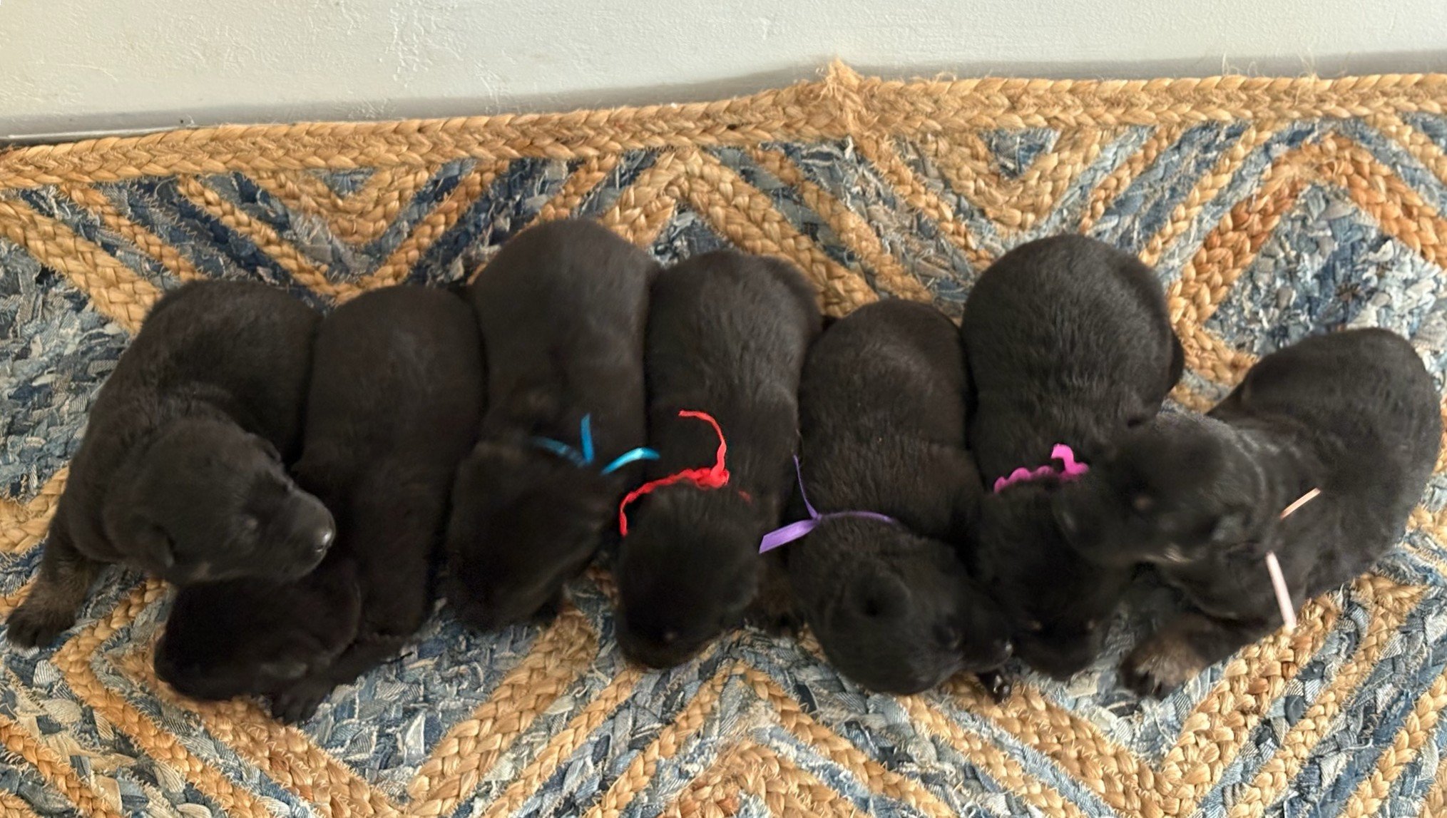 1 week old, 4 males left / 3 female right.  Beautiful pups.