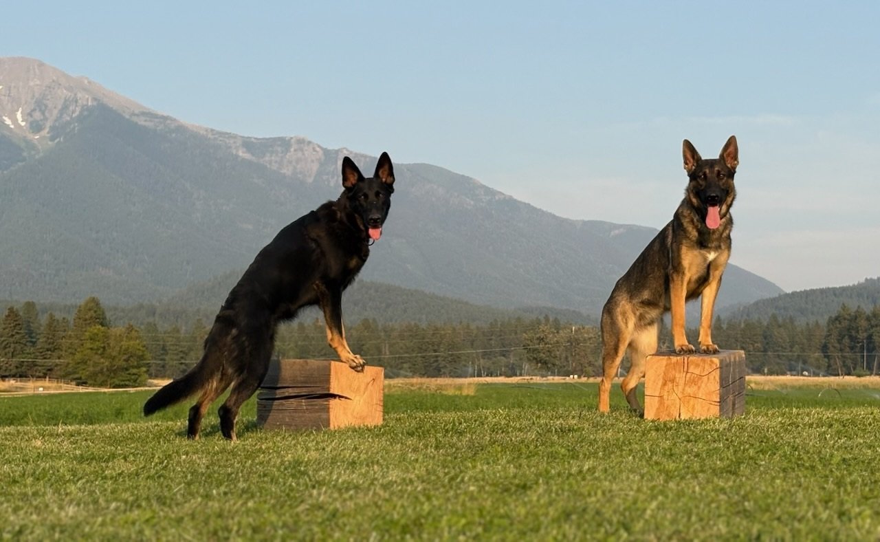 Skye & Monet, 2 young females we are having fun working with and getting ready for their beginner & advanced Trick Dog titles.