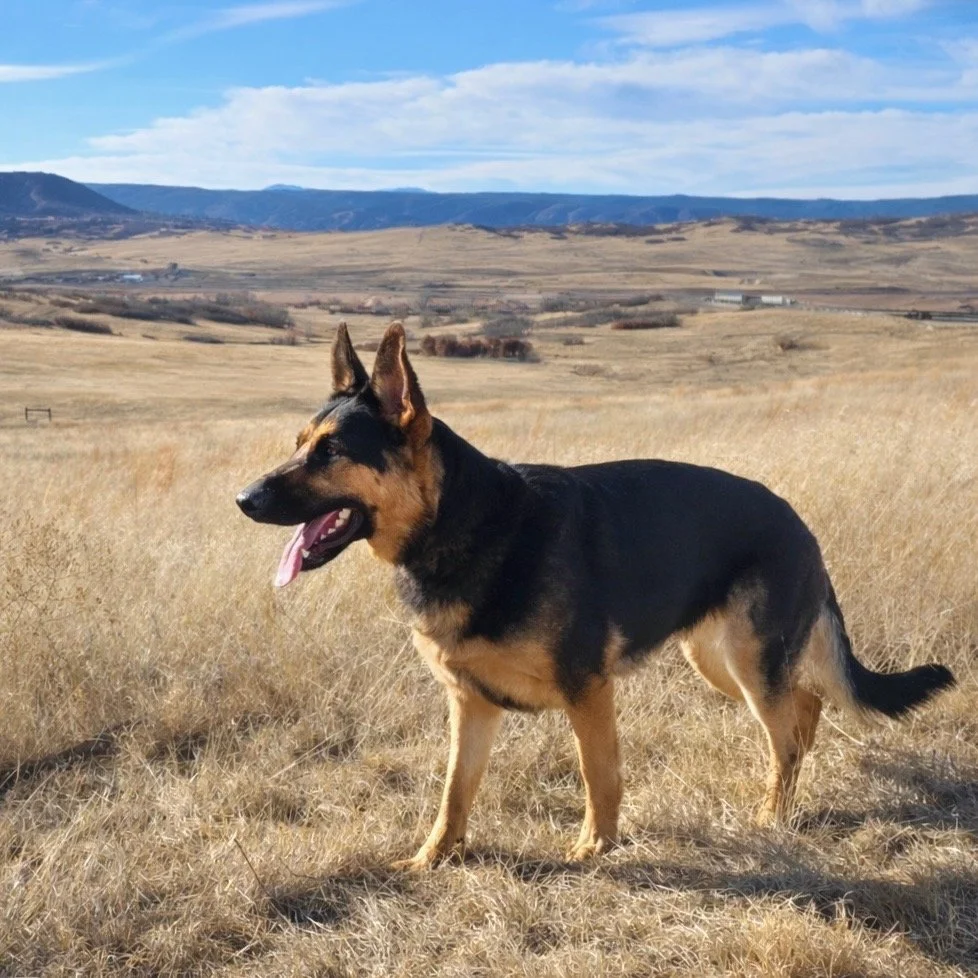 One of our beautiful, strong females of outstanding pedigree. TESSA vom WOLFGEIST (Canadian Import)
PennHIP .32 / .25, Preliminary Elbows Normal/Full Dentition/DM Clear