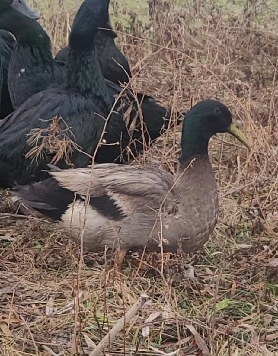 Dutch Hookbill Ducks — Rainbow Acres Farm