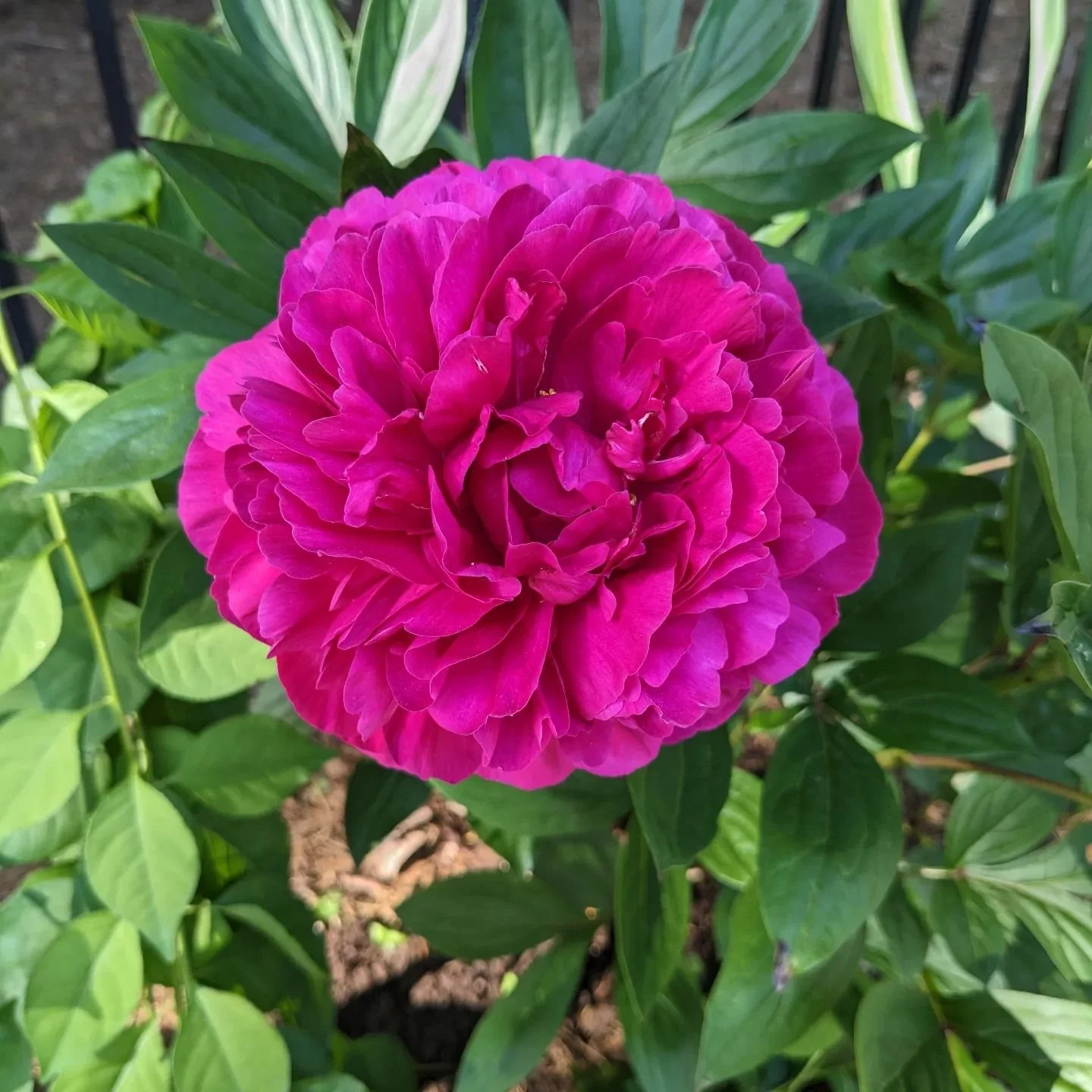 Peonies are my favorite flower, partly because they are objectively gorgeous, partly because their dramatic unfurling always happens in early June, and reminds me of the long, humid days in early June 6 years ago when I was impatiently waiting for my