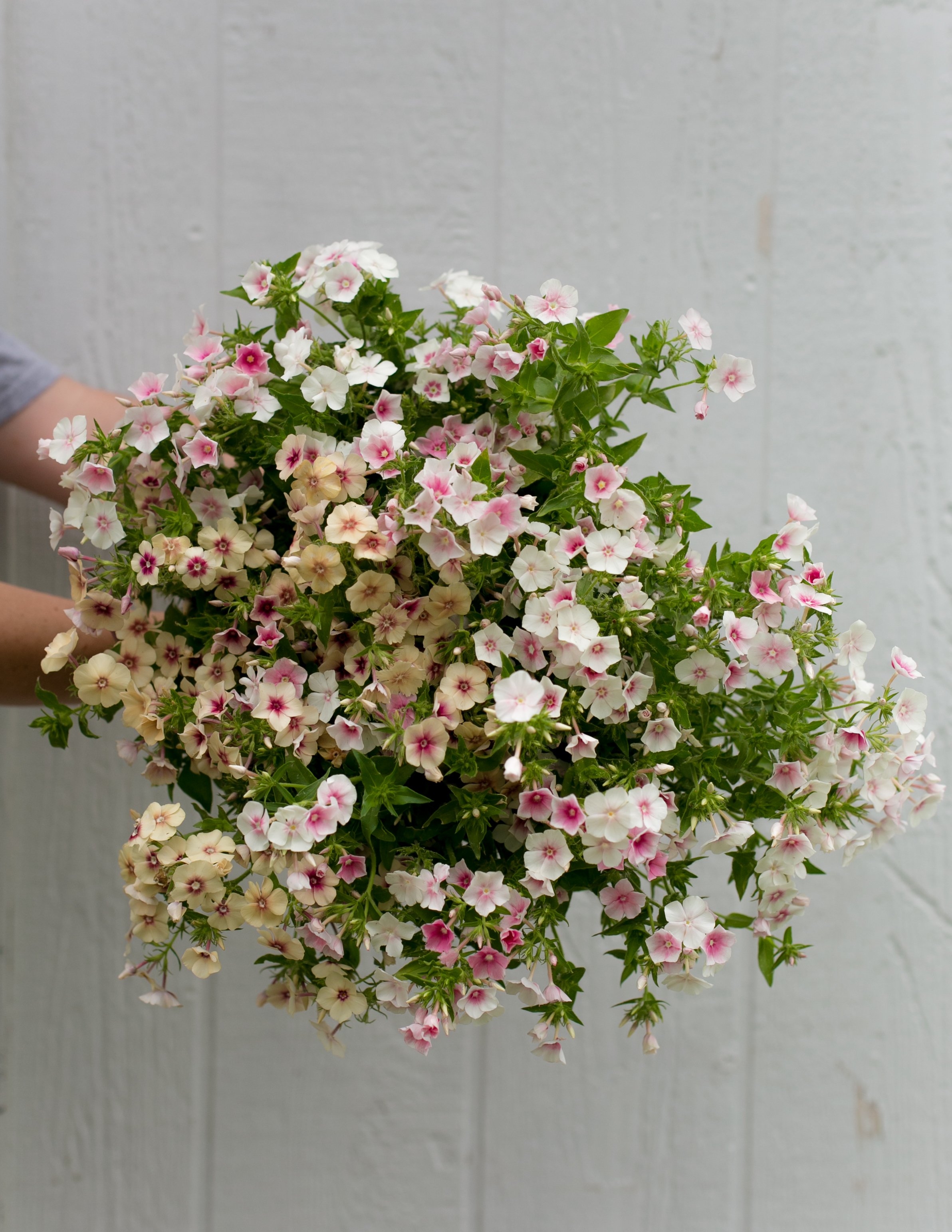 Cherry Caramel Phlox