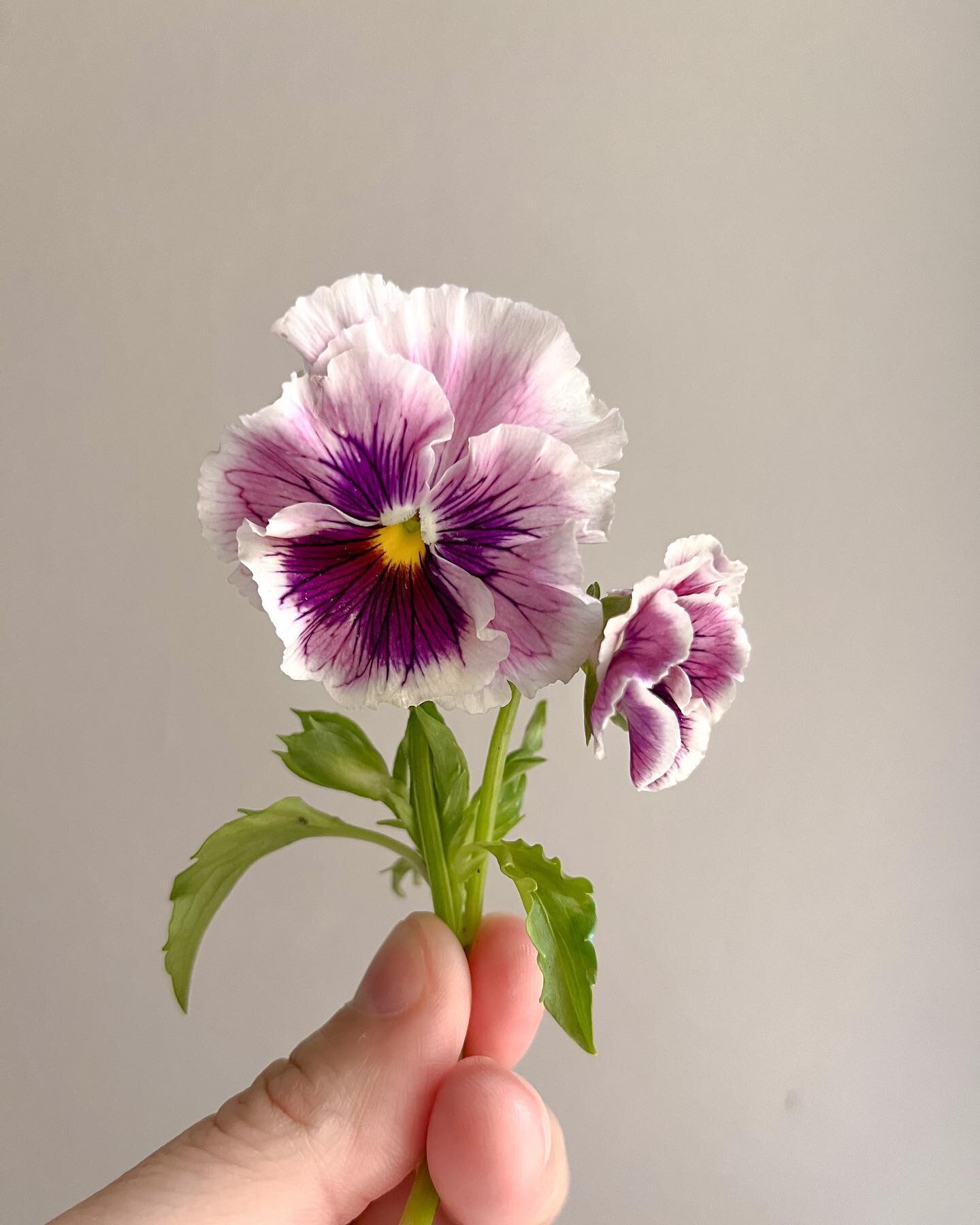 I could not love these ruffly Italian violas more! If it&rsquo;s tiny and twee, I WANT IT. 

@farmerbaileyplugs @gro.n.sell 

#gardeninspiredfloristry #gardengathered  #cottageflowers #gardenstyleflorist #cottagegarden #americangrownflowers #houstonf