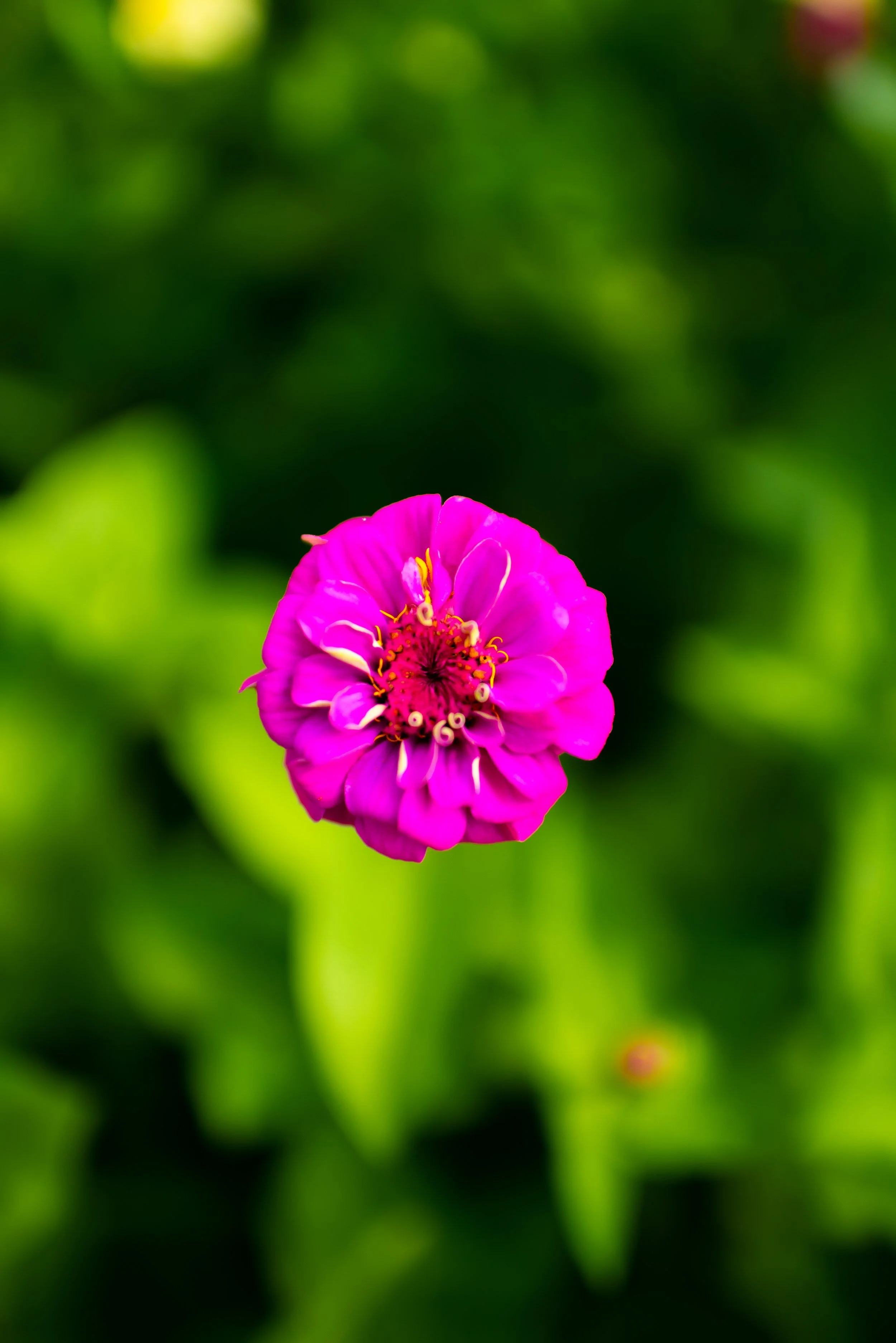 flowers1.JPG