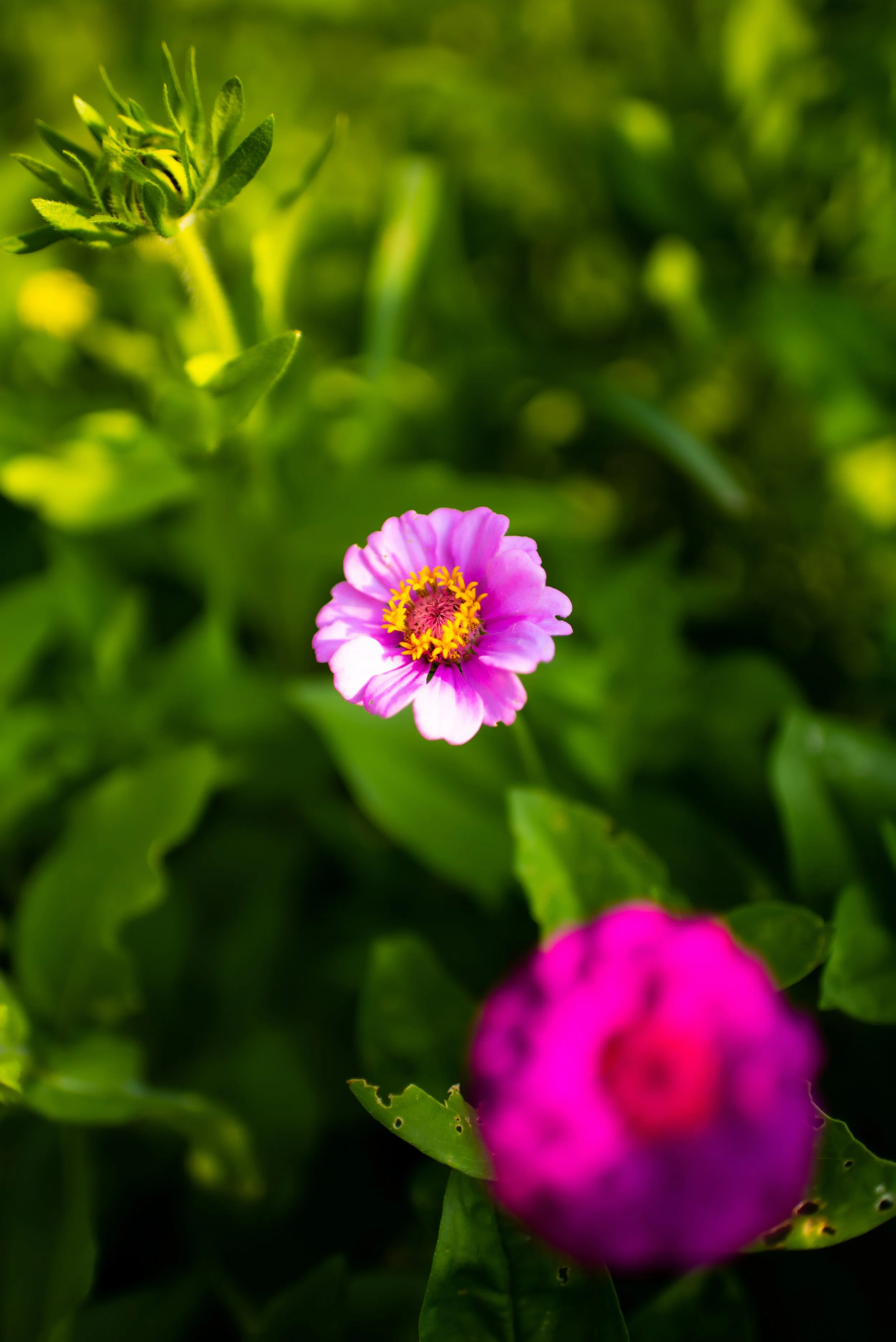 flowers5.JPG