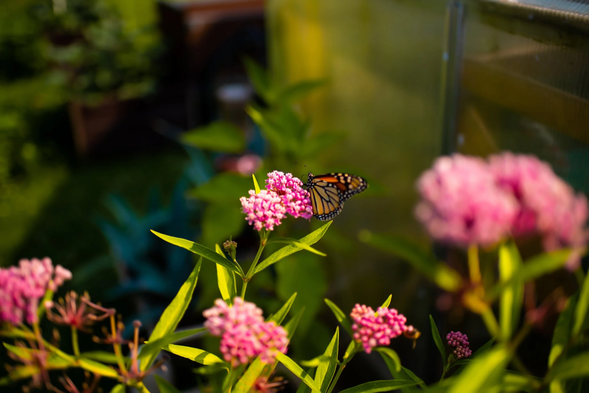 flowers47.JPG