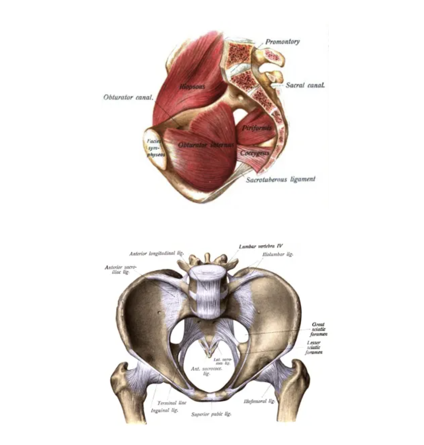 Tailbone Pain & Coccydynia  Is it a Coccyx Bruise or Fracture?