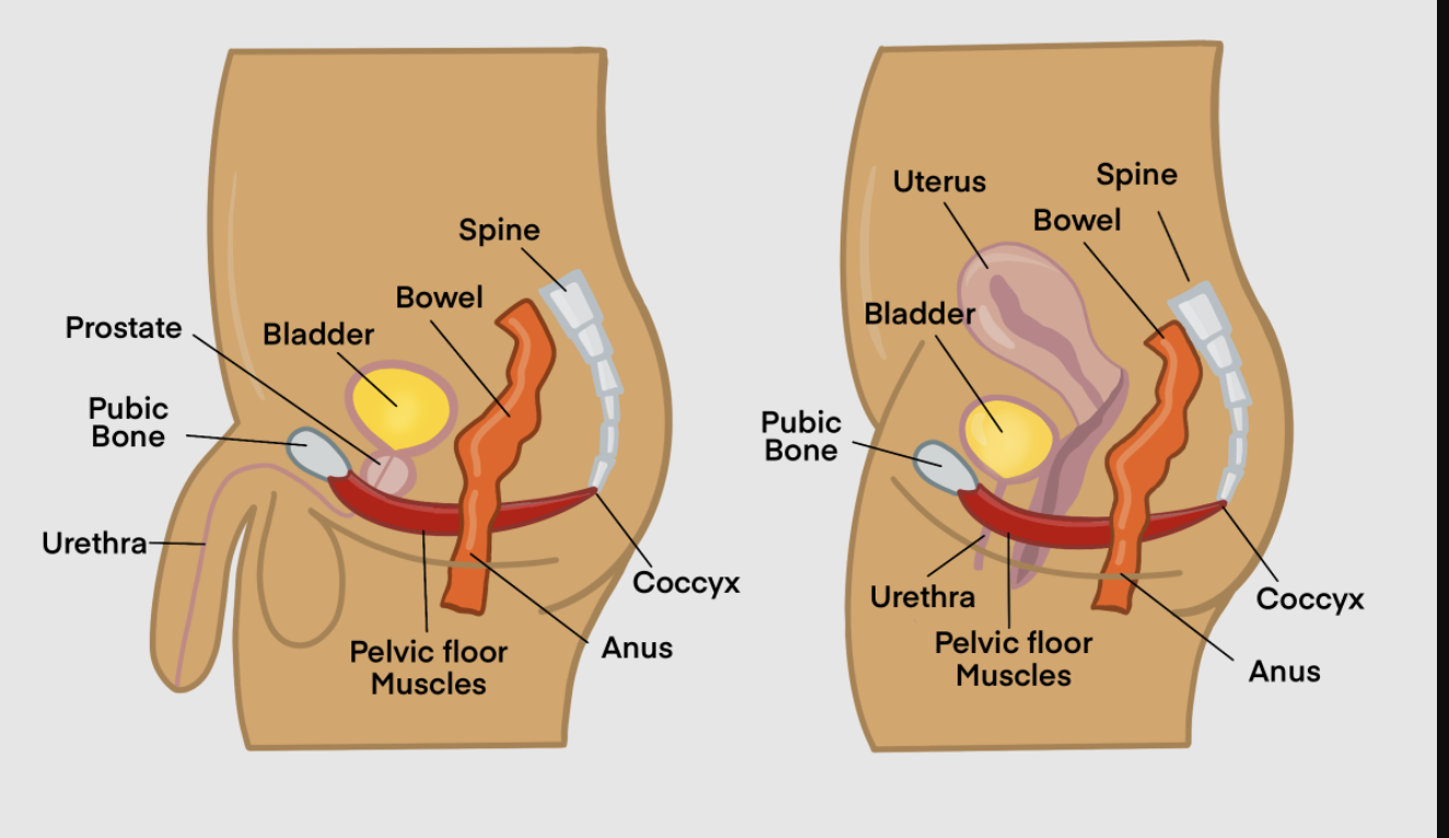 6 Tricky Problems Caused By Constipation — Southern Pelvic Health Physical Therapy