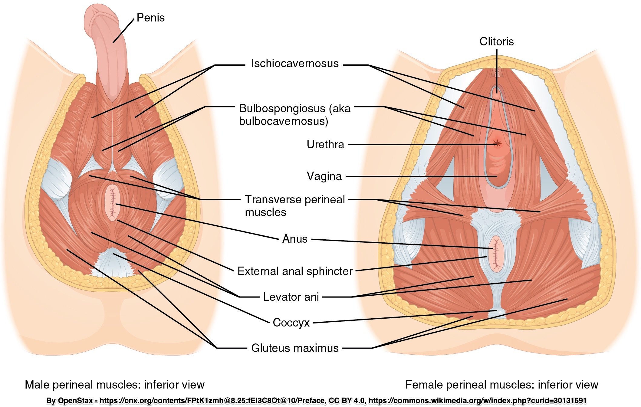 How to Relax Your Pelvic Floor Muscles Southern Pelvic Health Physical Therapy