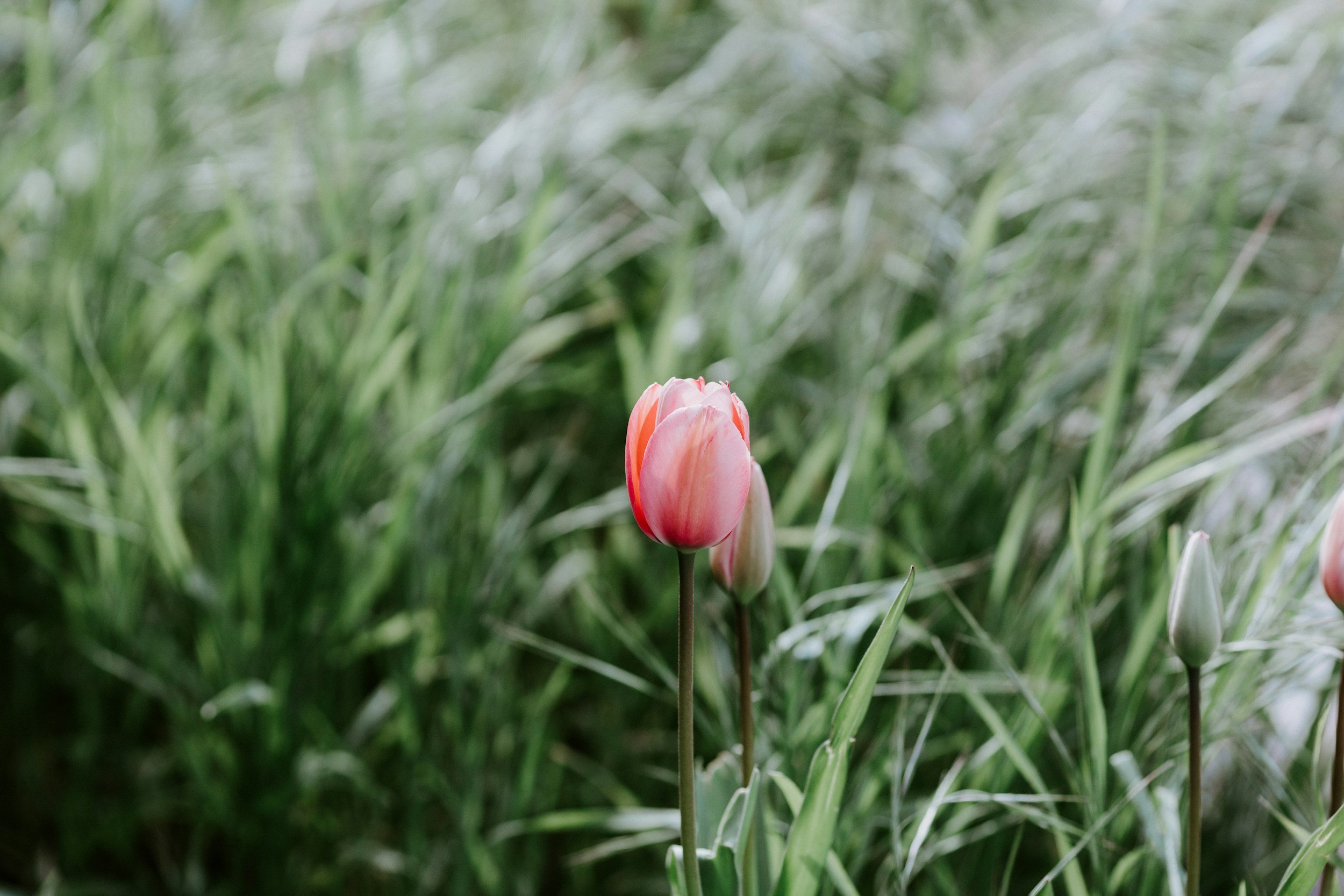 Holy Week 2026: What Just Happened?