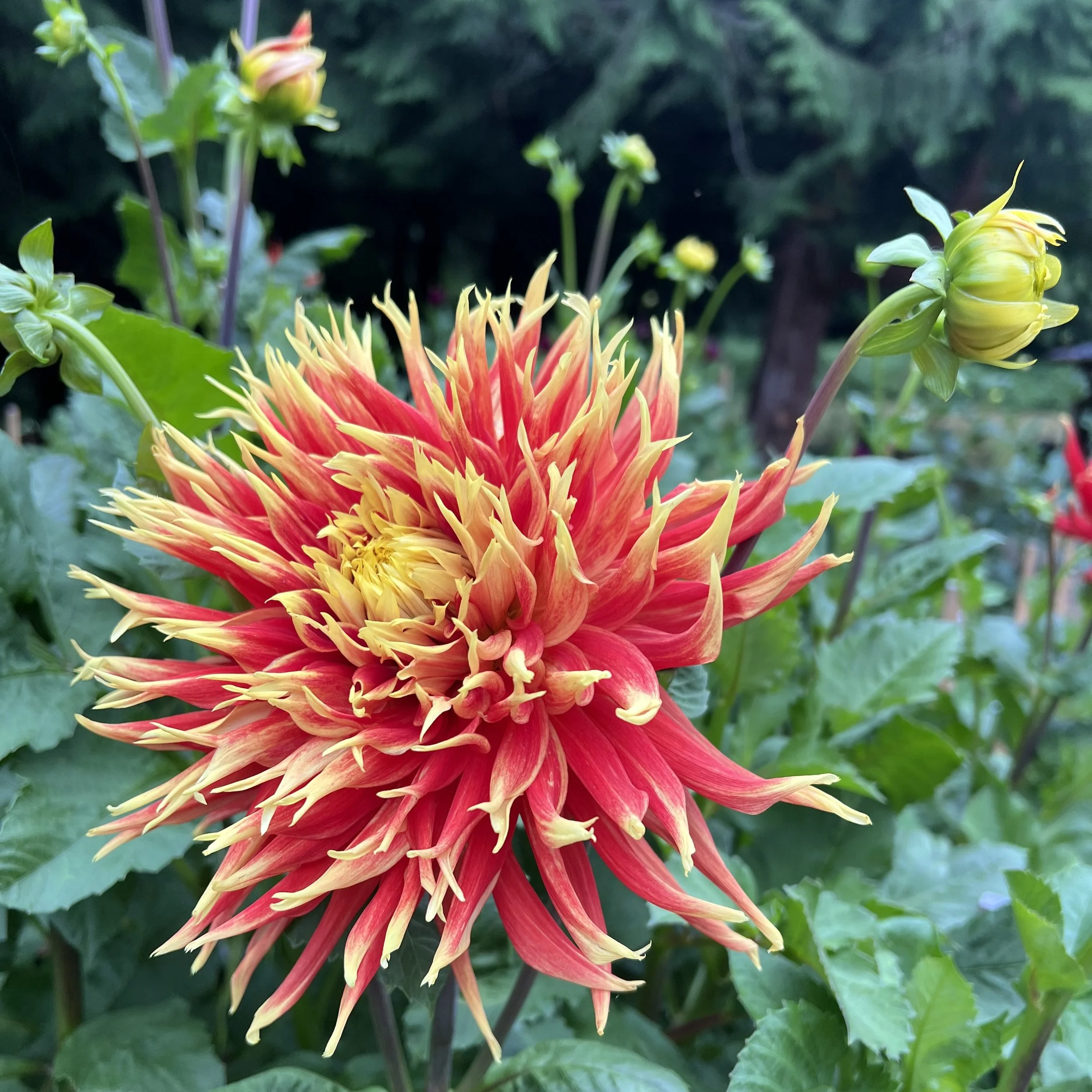 Summer in the Garden Series - August