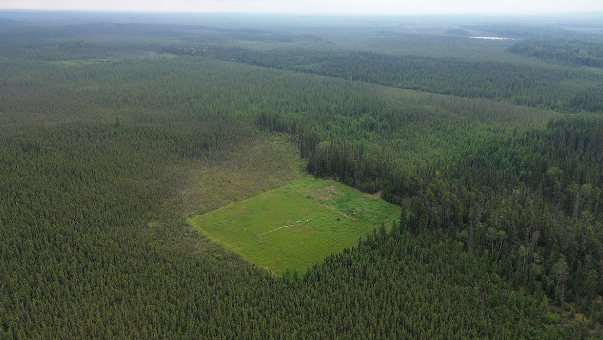 Surface Conditions Affect How Mosses Take to Former Well Pads in Canada’s Boreal Fens - Eos