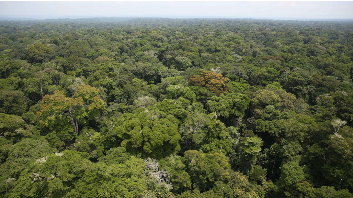 Old Forests in the Tropics Are Getting Younger and Losing Carbon - Eos