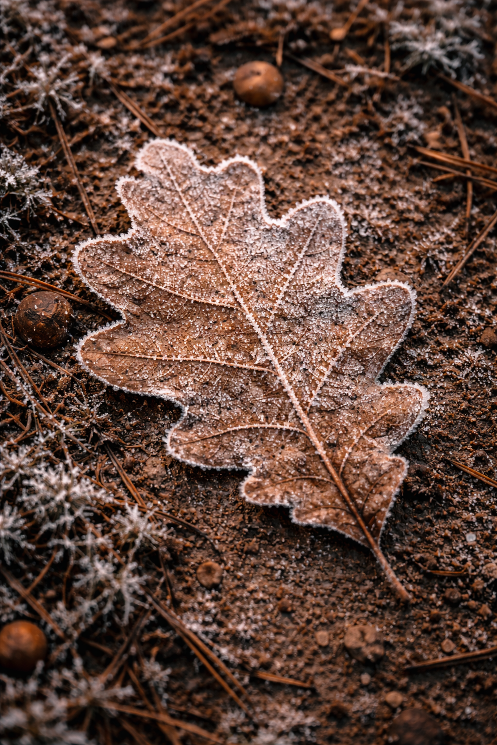 Winter Solstice