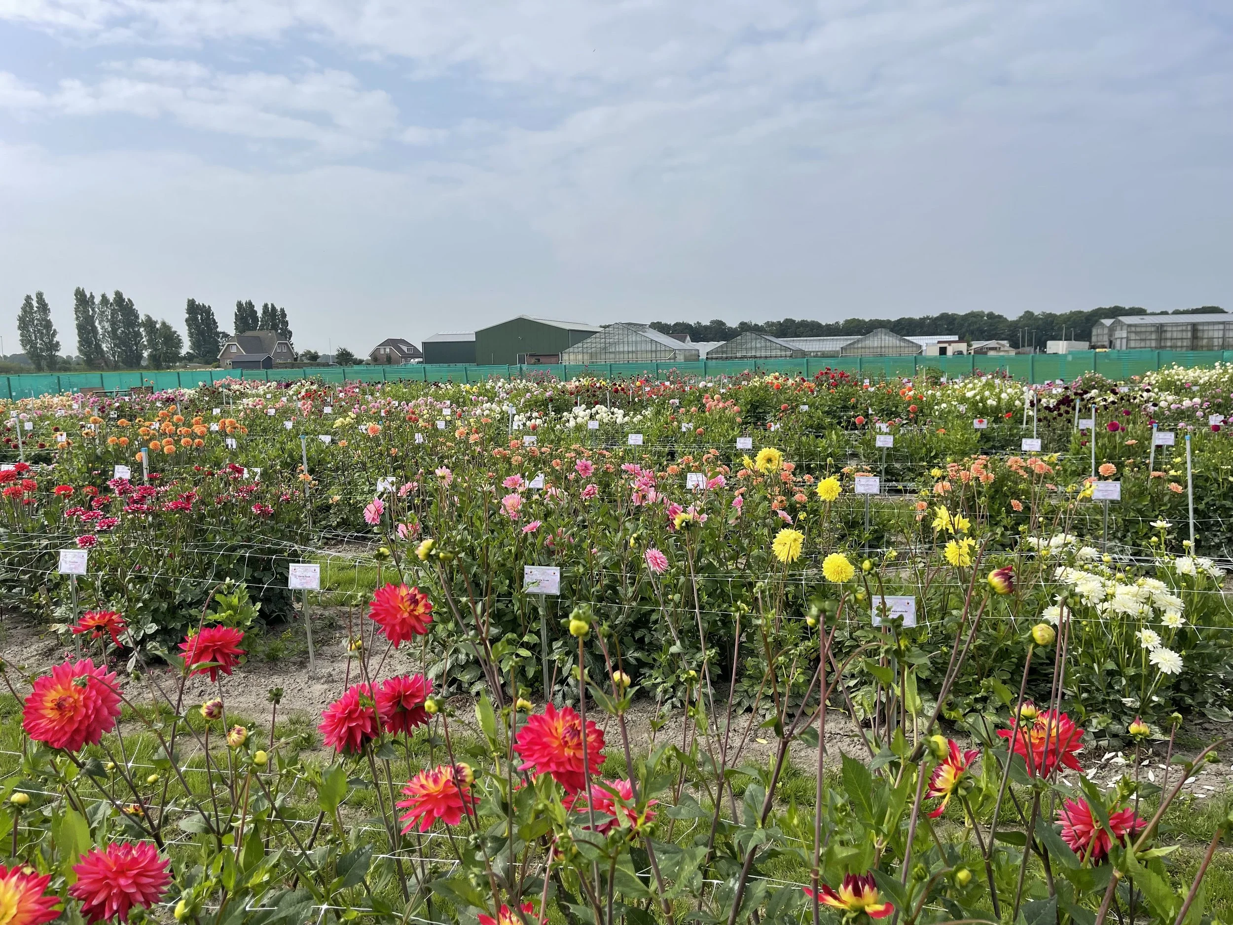 Dahlia farm