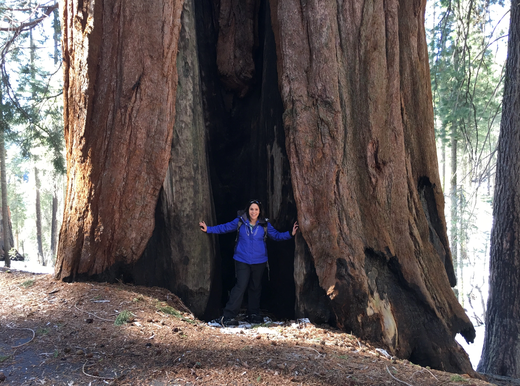 Monica Ortega Sequoia Tree