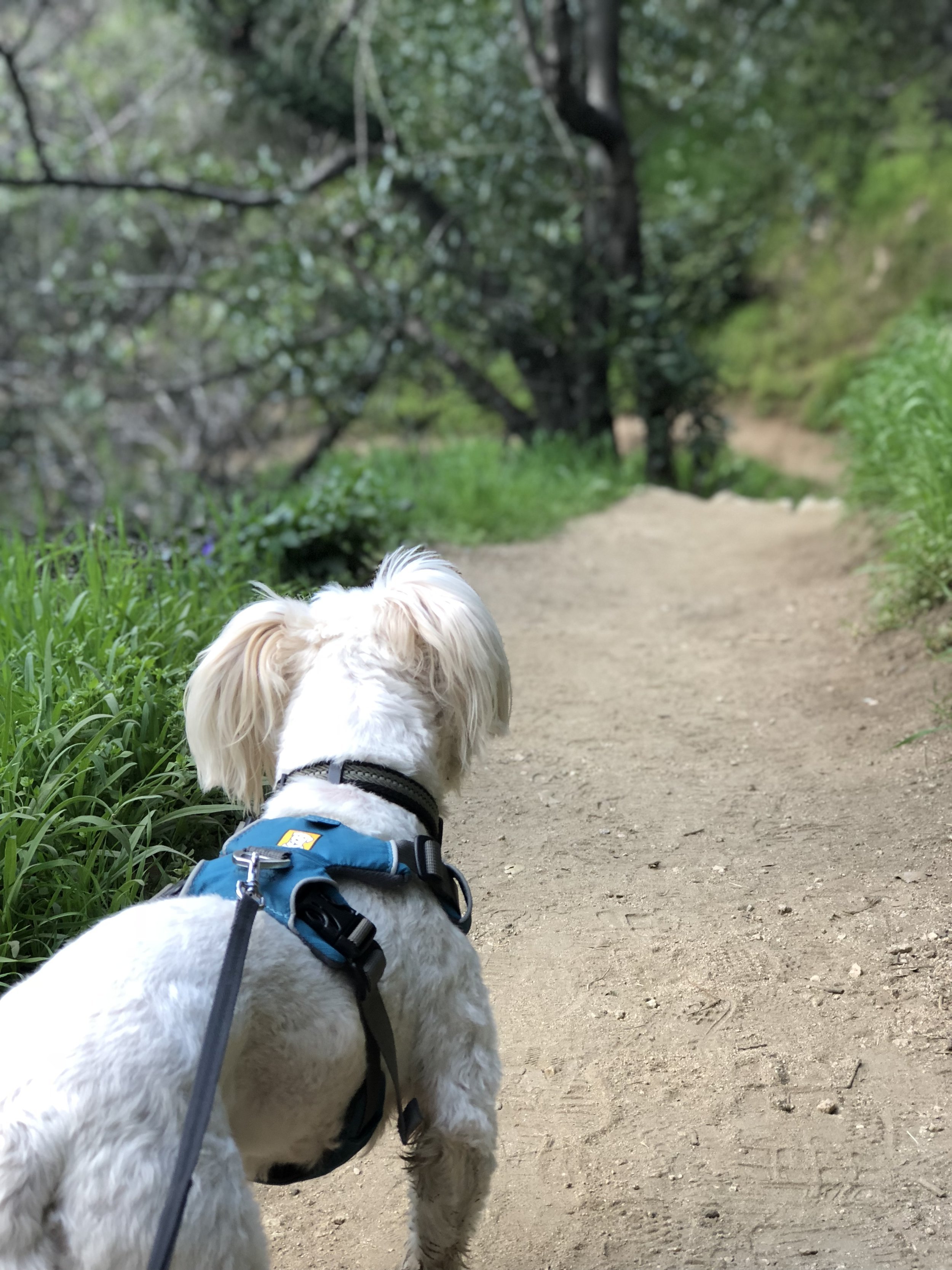 Flying Millie on a Hiking Trail Adventure