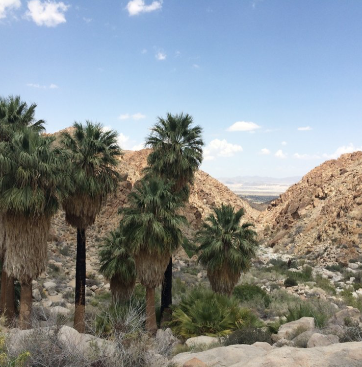 49 Palms Oasis Hike Joshua Tree National Park