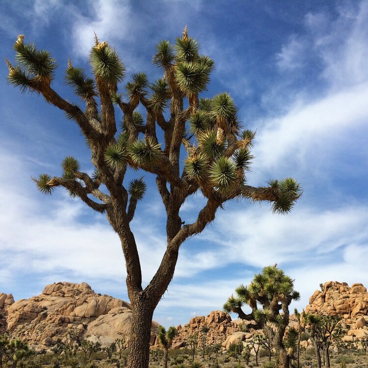 Joshua Tree National Park Hiking Trails