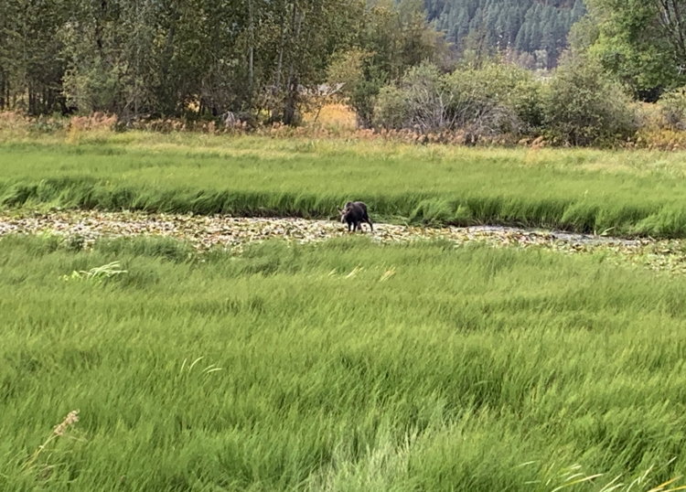 Moose in Idaho