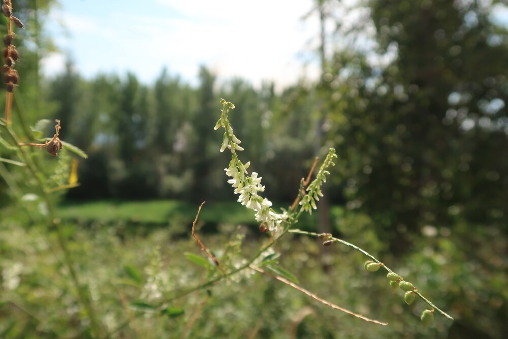 Kootenai National Wildlife Refuge