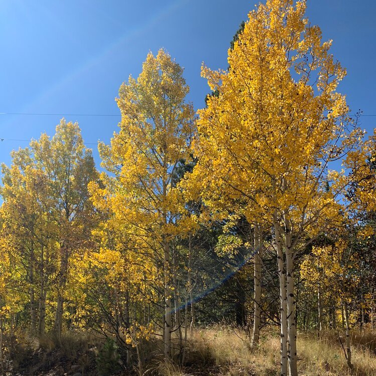 Fall Trees In Colorado 
