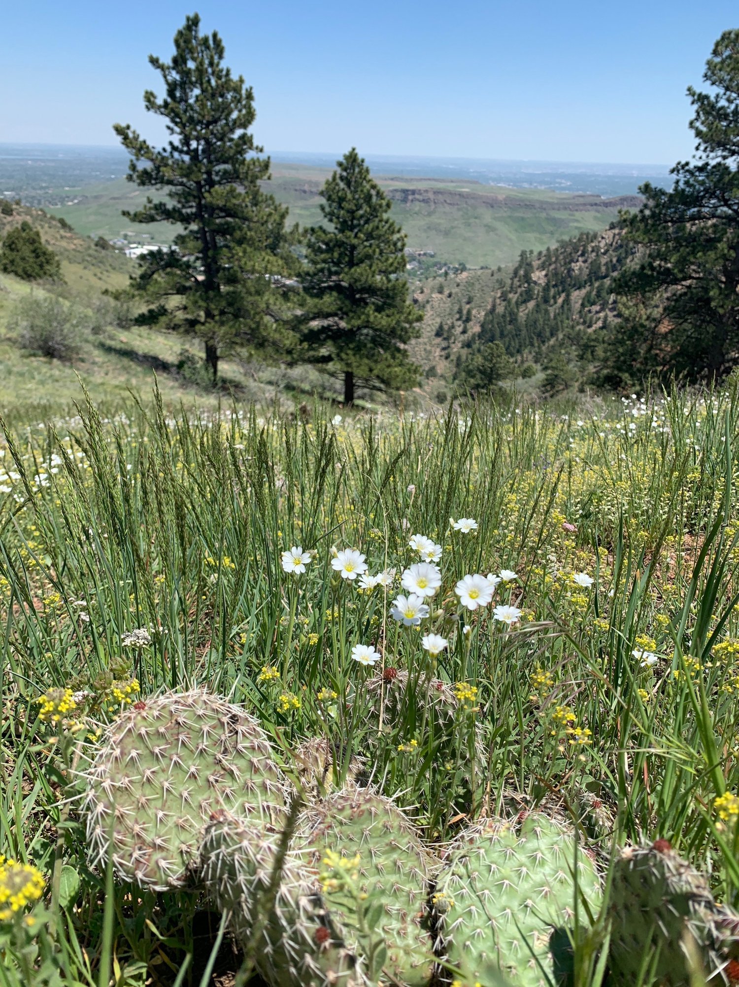 Cedar Gulch Colorado 