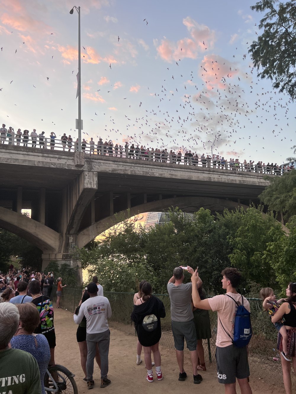 Bats in Austin Congress Street Bridge