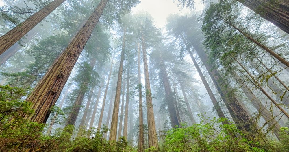 Redwoods National Park.jpg