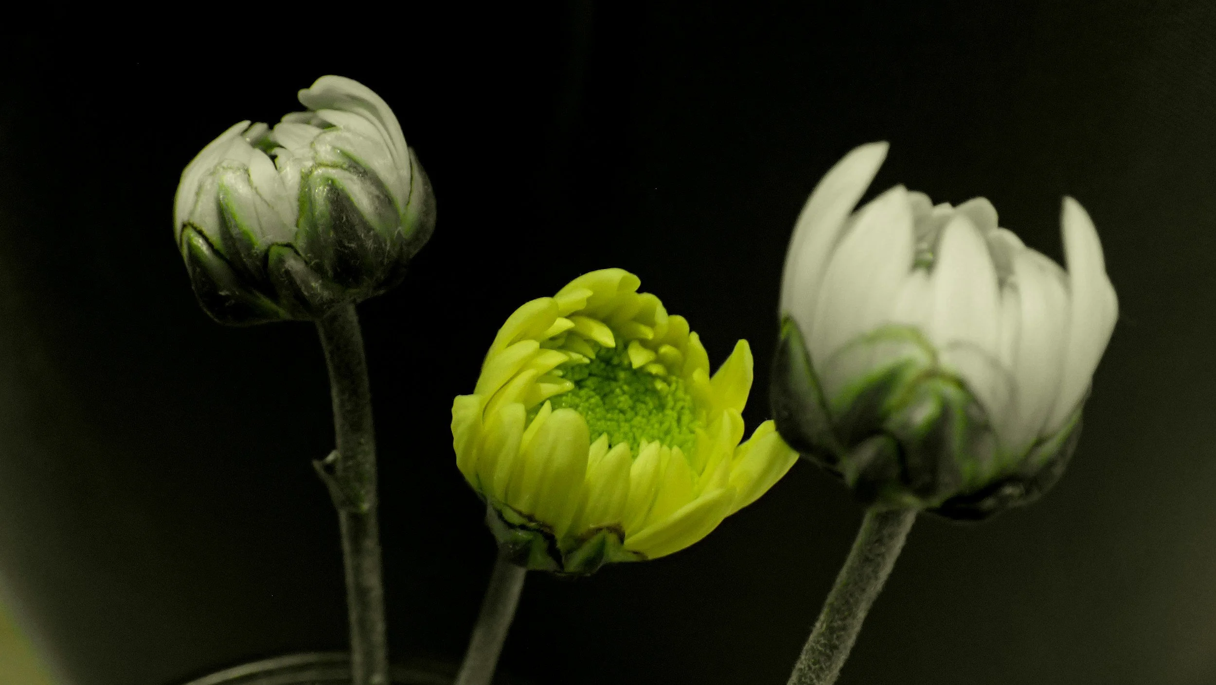 Close-up of three flowering buds against a dark background, with one yellow flower in bloom.