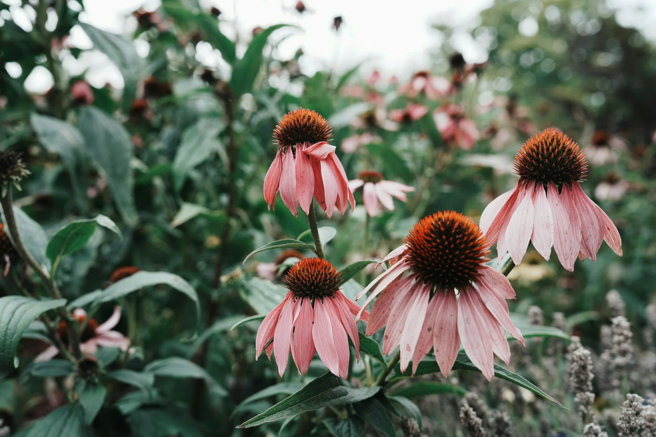 Pink coneflowers with drooping petals and dark central cones in a garden setting.