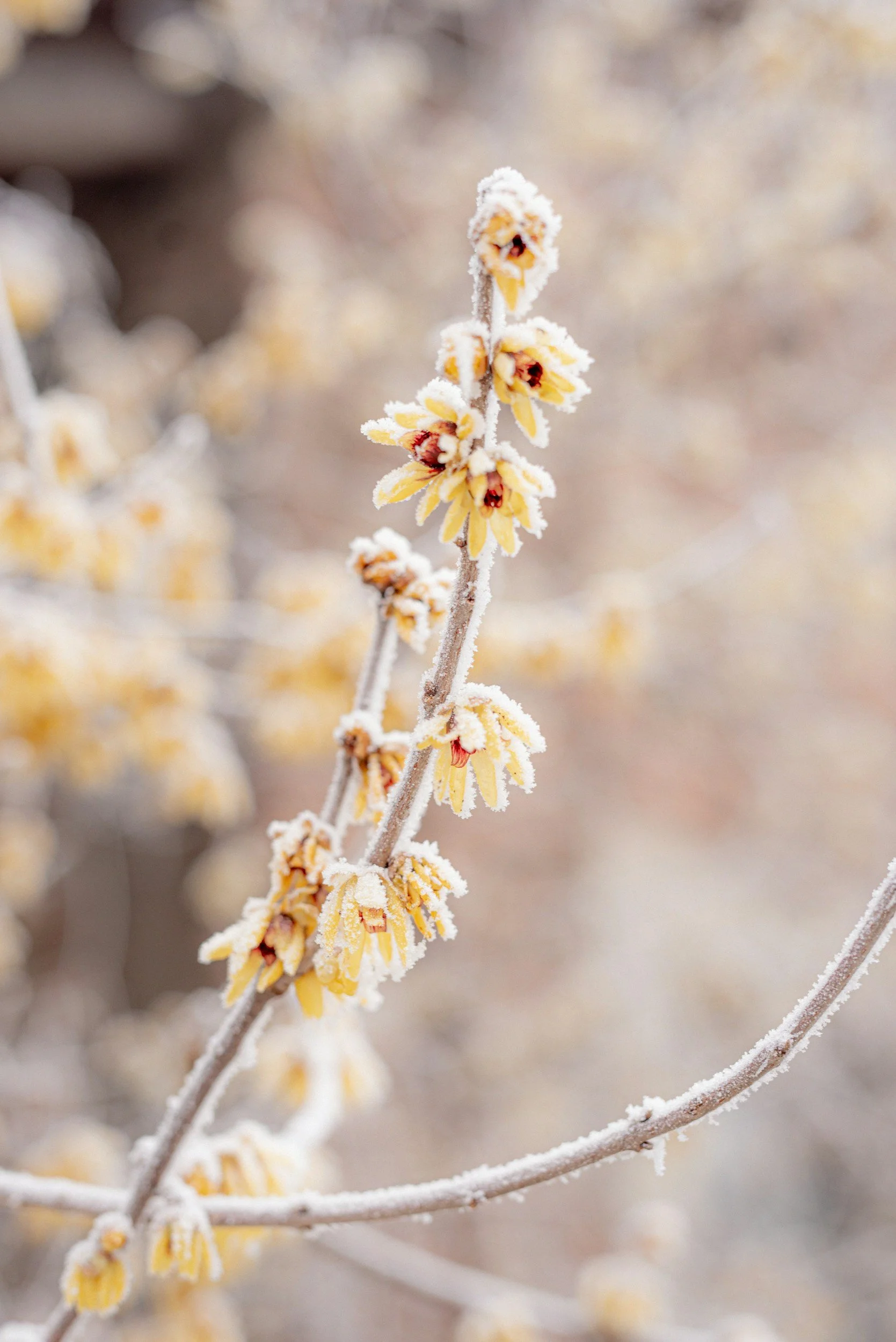 Frost-covered yellow flowers in winter with a blurred background.