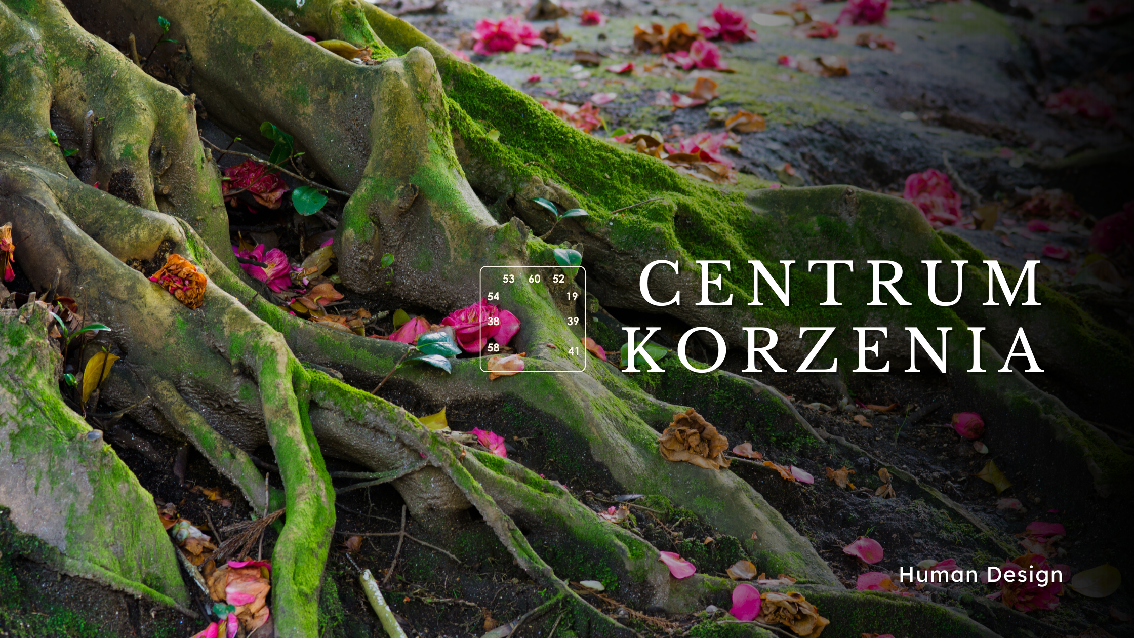 Centrum Korzenia nie jest po to, by Cię pchać