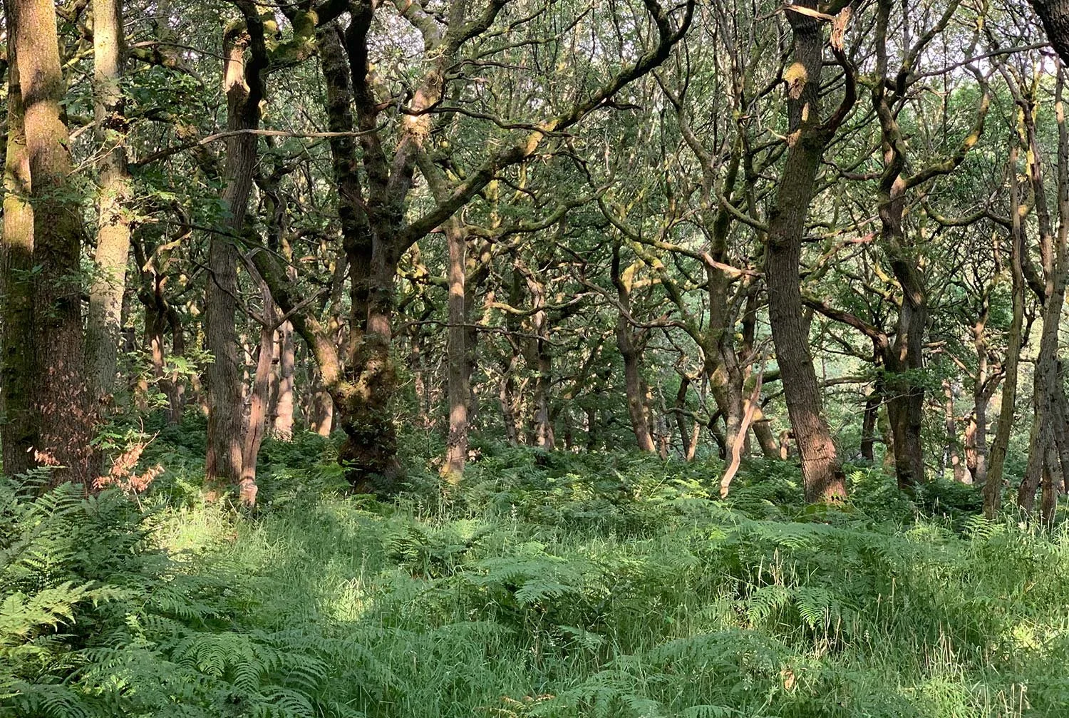 Peak District from the East - July Edition
