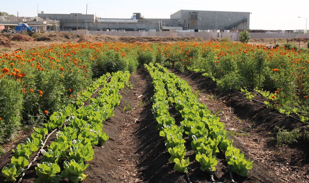 Fresh veggies and other produce growing at Yo'Ville