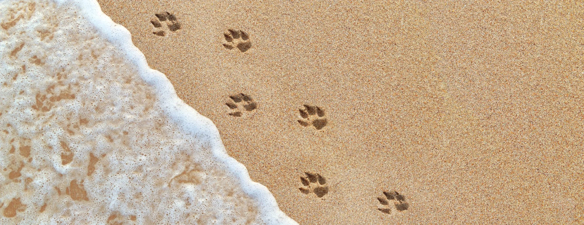 Petfriendly Blackpool hotel Best Western Carlton Hotel Blackpool