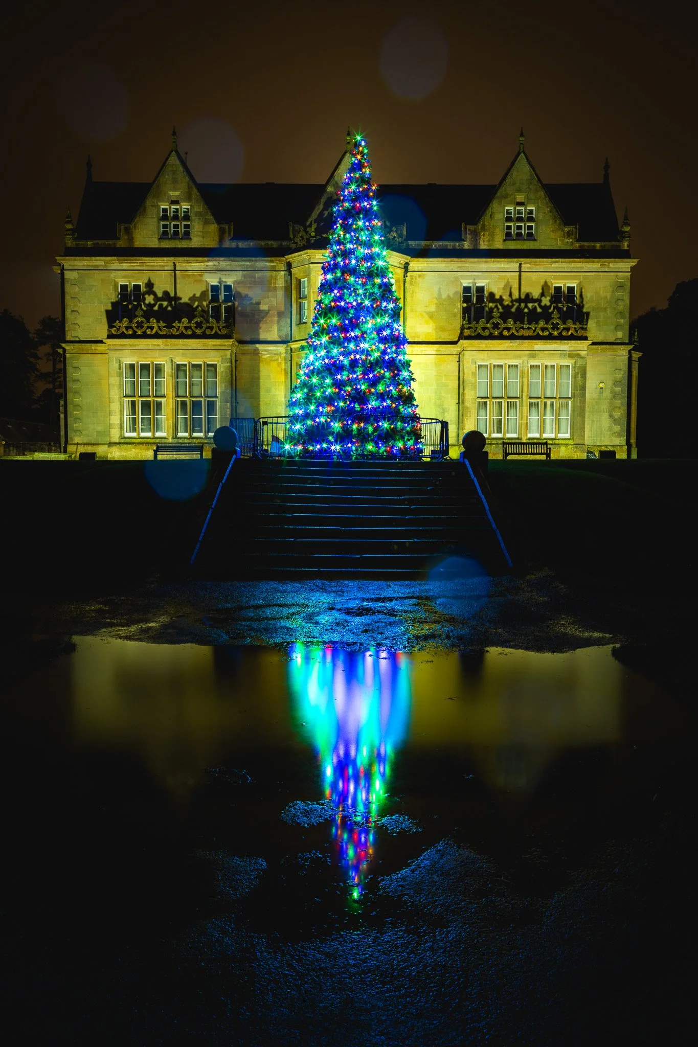 Bangor Castle Christmas tree at night reflected in puddle