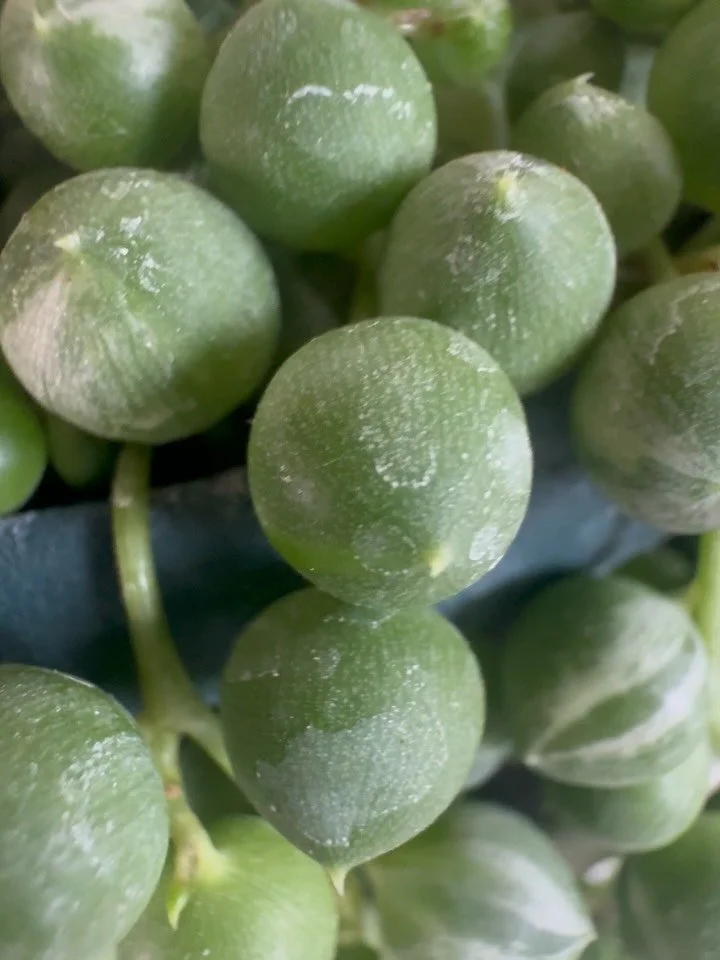 Pearls have always known how to stand out while fitting in perfectly. 

Just like this pearl plant cradles its treasures&mdash;

each of these earrings holds something special&mdash;vintage finds reimagined, sustainable beauty with purpose.

Which on
