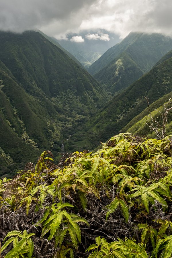 Maui 2022-22.jpg