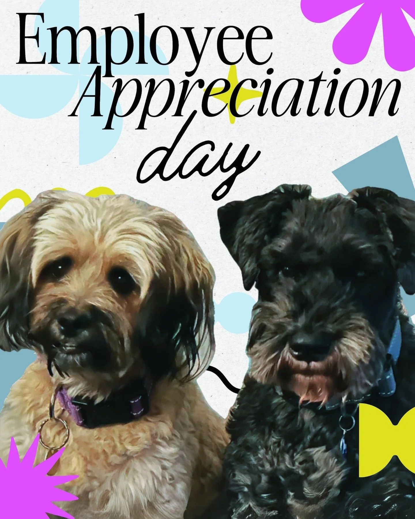 In honor of Employee Appreciation Day, I&rsquo;d like to introduce you to the rockstar team behind the studio:
✔️ Head of Creativity: Me
✔️ Project Manager: Also me
✔️ Break Room Supervisor: Jet + Cookie 🐶 
✔️ Barista: Still me
✔️ Tech Support: Kind