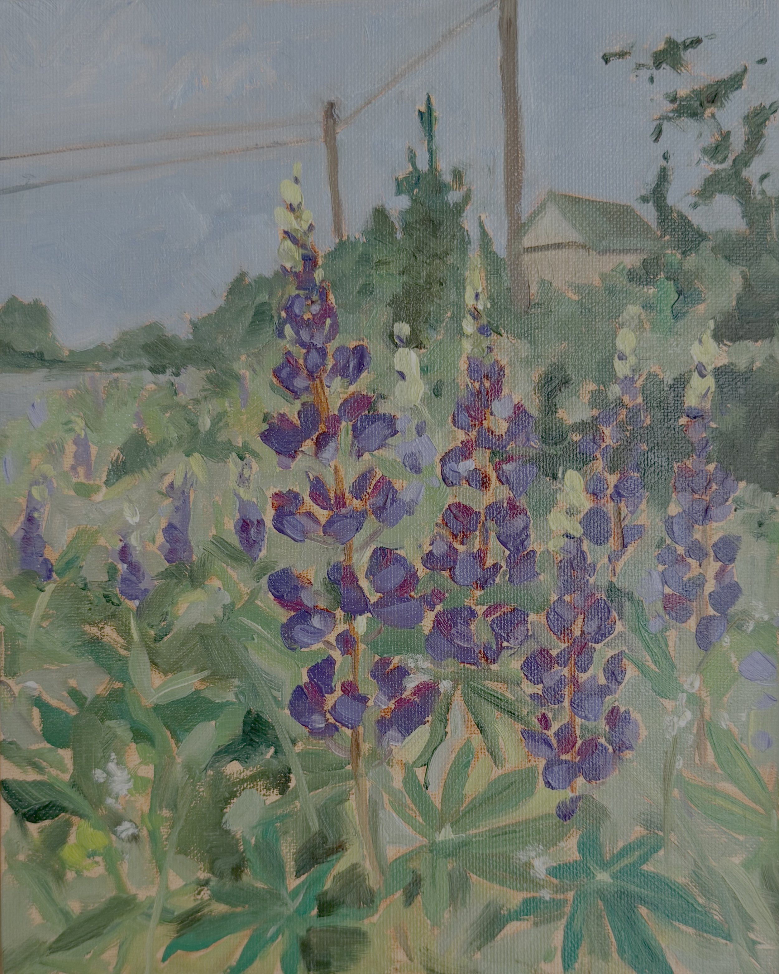 Smith Road Lupins - 8x10   SOLD