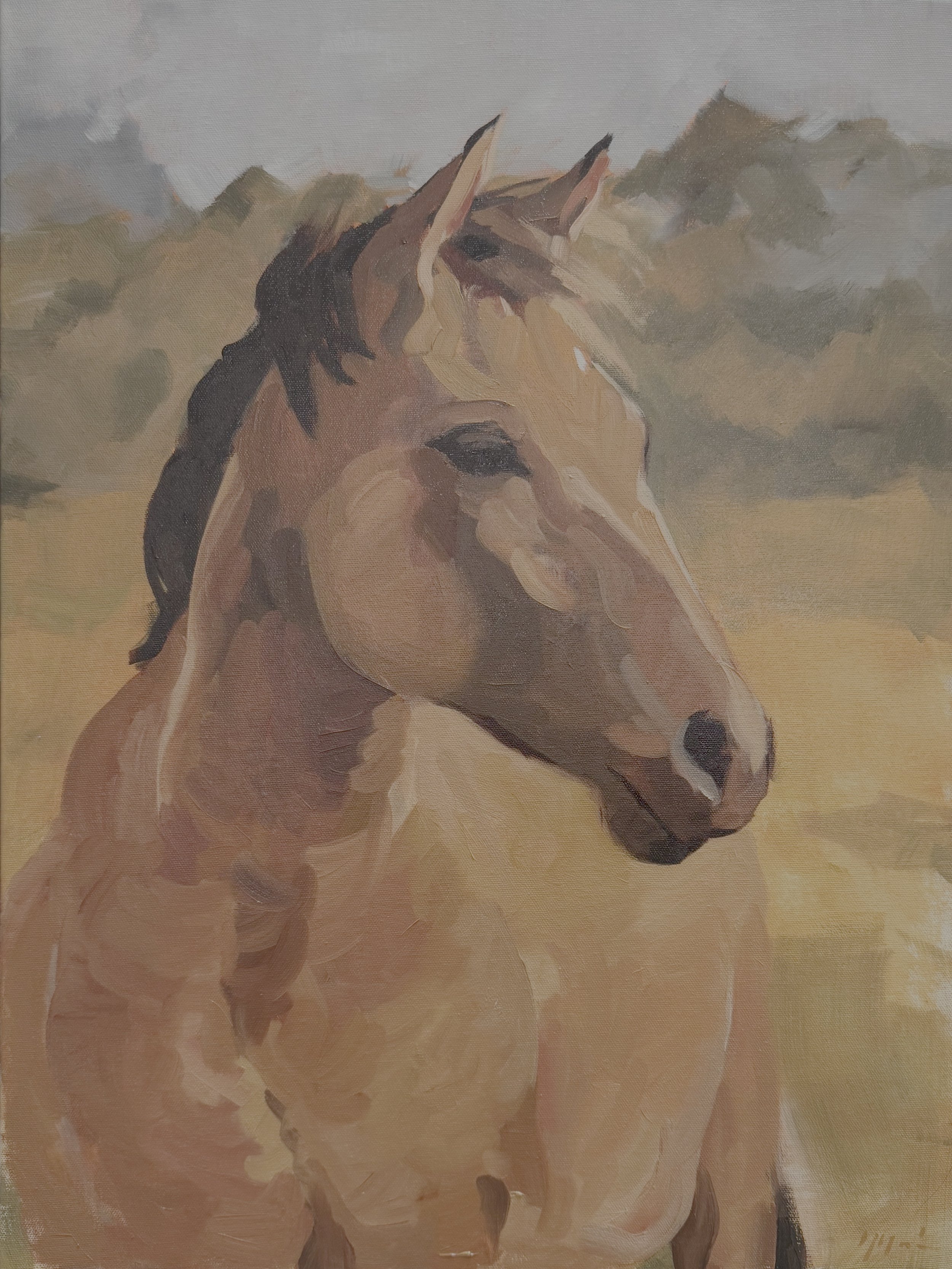 Buckskin - 18x24