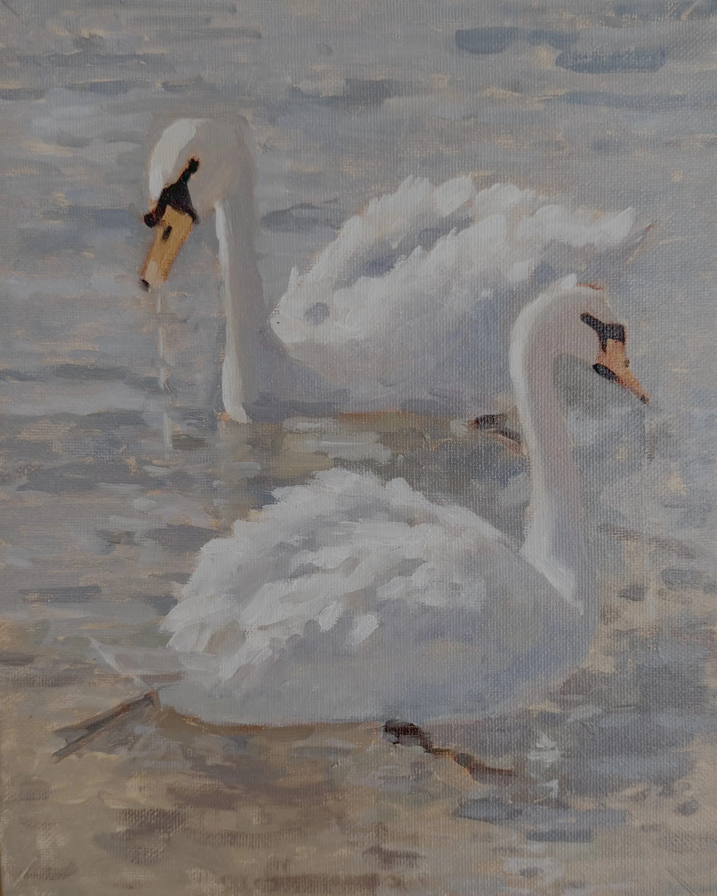 Pair of Swans - 8x10   SOLD