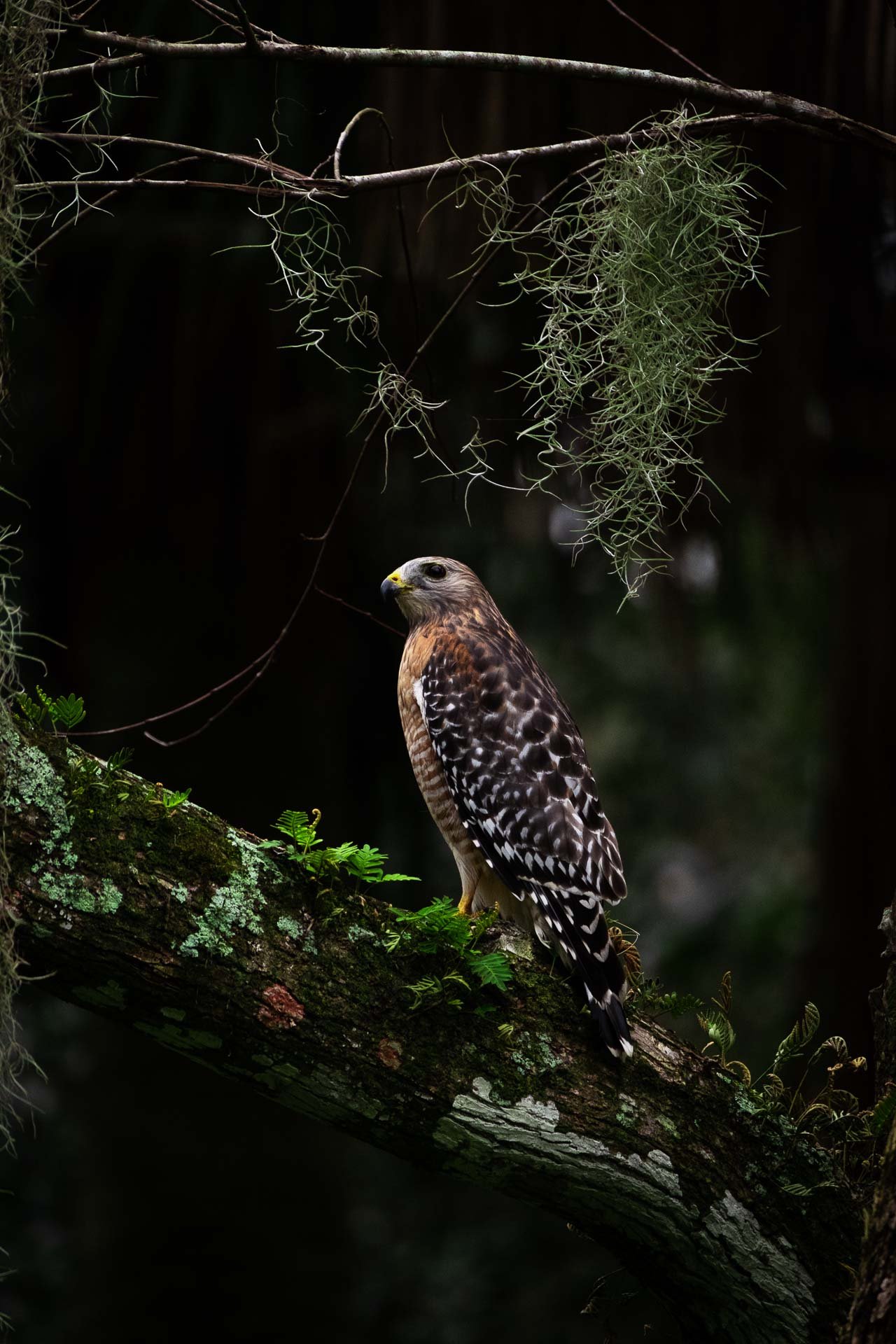DSCF8376.jpg