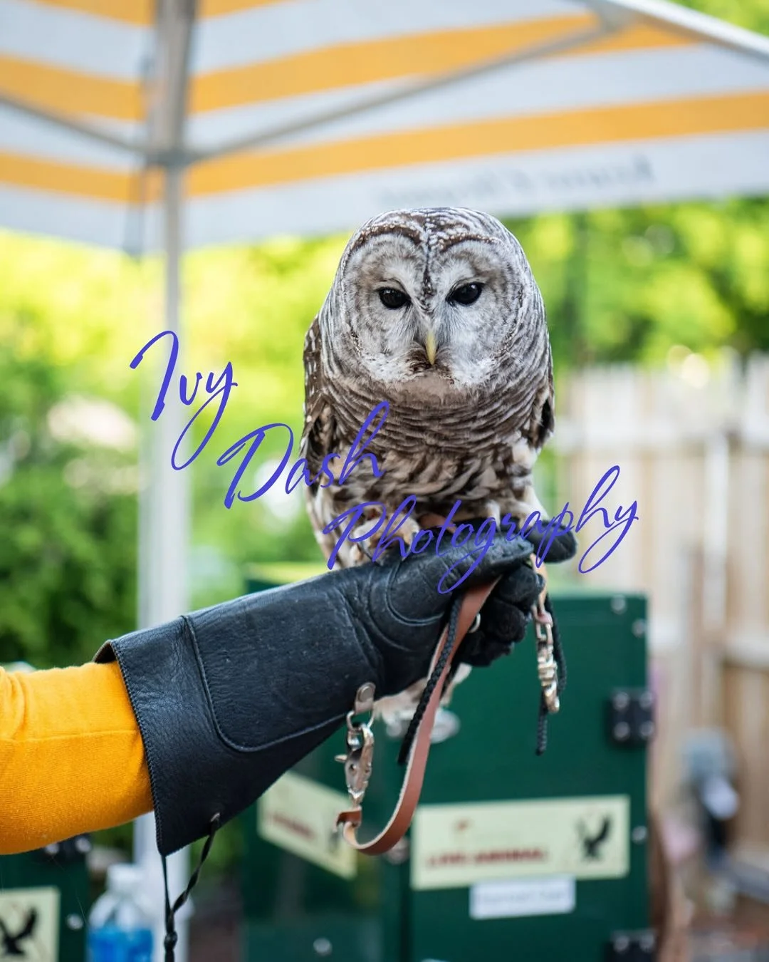 𝓣𝓱𝓮𝔂 𝓼𝓪𝔂 𝓪 𝓹𝓲𝓬𝓽𝓾𝓻𝓮 𝓲𝓼 𝔀𝓸𝓻𝓽𝓱 1000 𝔀𝓸𝓻𝓭𝓼 Thank you @ivydashphotography for capturing the full story of &ldquo;An Enchanted Evening&rdquo; for @tenaflynature 🦉 🌼 ✨ 

Head to the 🔗 in bio to download your memories from the n