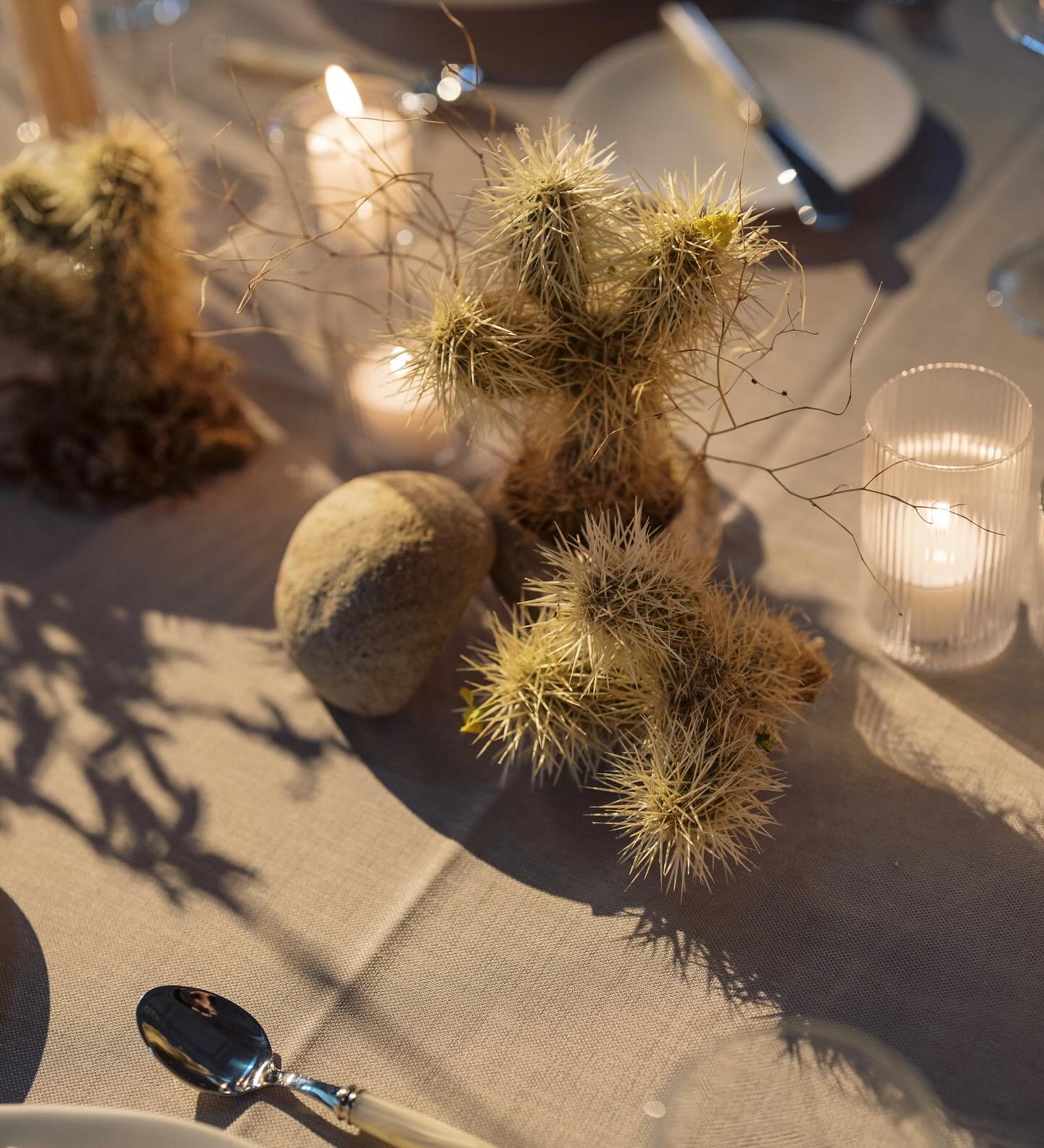 brought a bit of Joshua Tree to the south with these teddy-bear chollas :)

planning + design @karlispanglerevents
photo @aliciarinka
venue @pursellfarms @hamiltonplacepursellfarms
floral design @ashnearthfloral
Cinema @filmsbystanton
paperie @idyllp